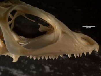Media type: image;   Herpetology R-132837